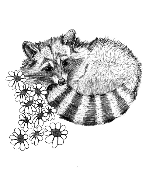 Raccoon 
